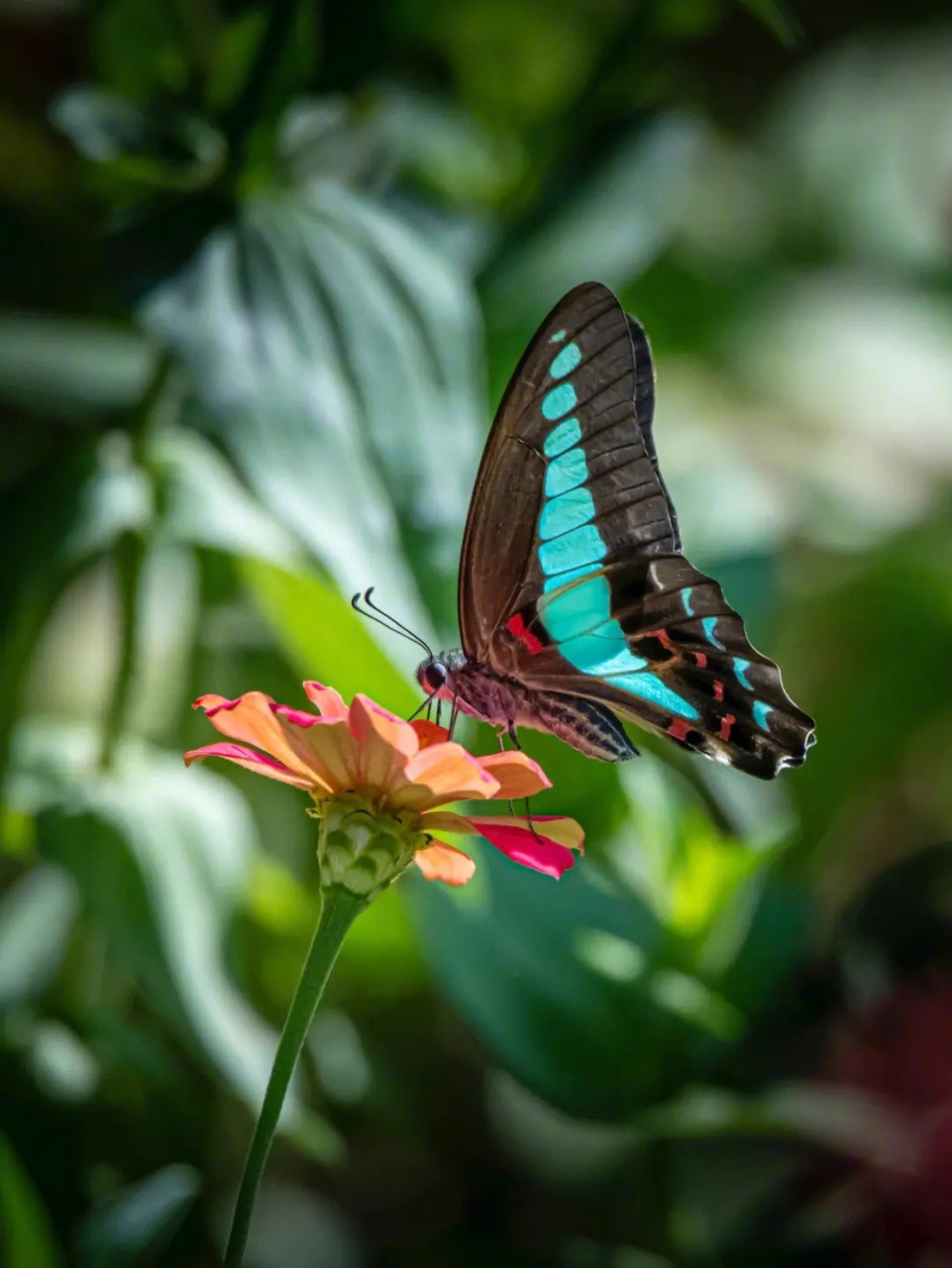 ����һ��ֻ�������